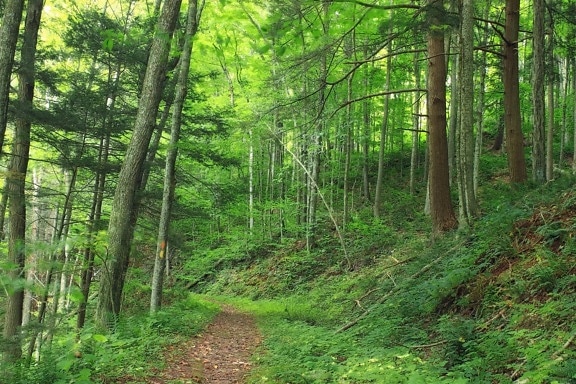 drewna, natura, drzewo, ścieżki, lato, krajobrazu, liść, środowiska, lasu