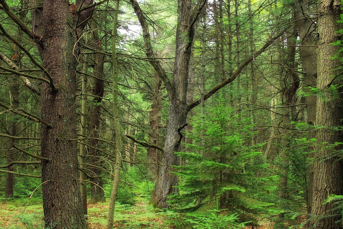 dřevo, strom, příroda, krajina, list, dawn, dub, Les, léto, jehličnatý