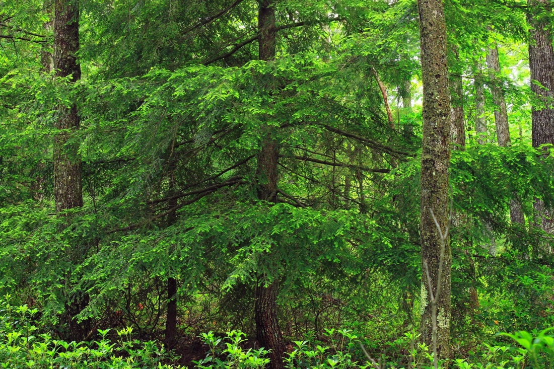 Gambar gratis kayu alam daun lanskap pohon hutan  