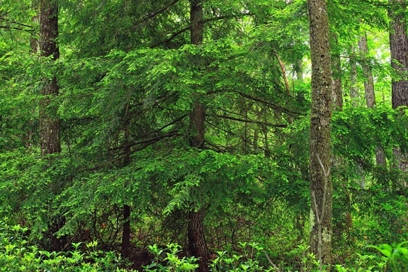 ไม้ ธรรมชาติ ใบ ภูมิทัศน์ ต้นไม้ ป่า ฤดูร้อน สิ่งแวดล้อม พืช มอส