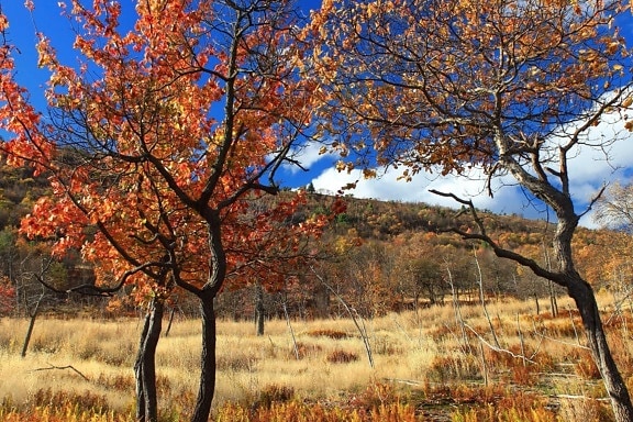árbol, hoja, naturaleza, paisaje, madera, otoño, brnach, Prado