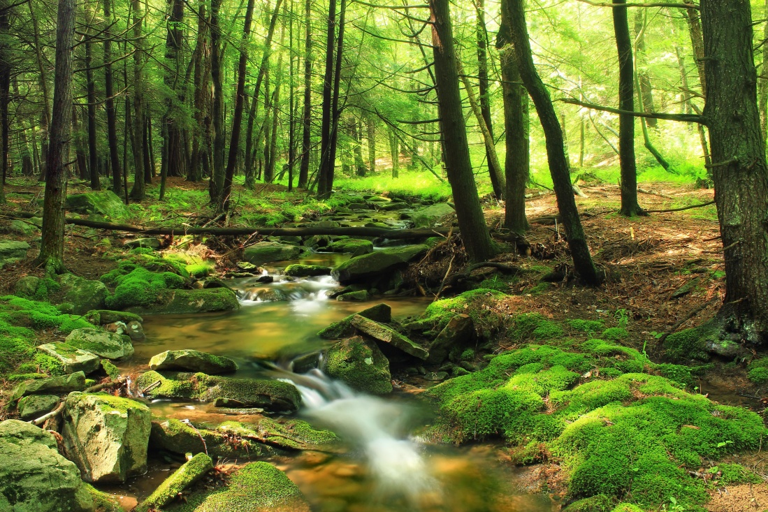 ไม้ ธรรมชาติ ใบ แม่น้ำ ไลเคน ภูมิทัศน์ ต้นไม้ มอส สภาพแวดล้อม ป่า