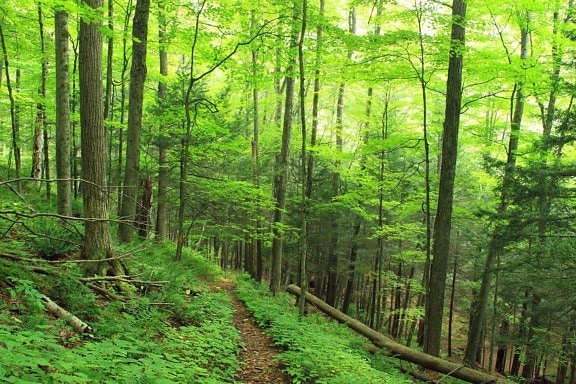 wood, leaf, nature, landscape, tree, forest, pathway