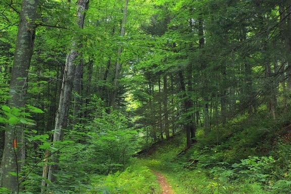 dřevo, příroda, krajina, listy, strom, Les, cesta, silnice