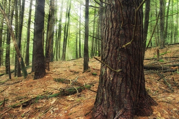 dřevo, strom, příroda, krajina, list, prostředí, Les, jehličnatý, pozemní