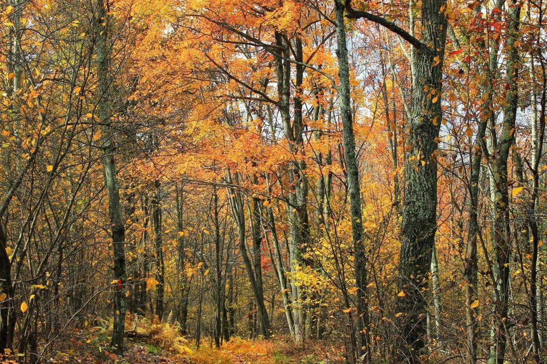 lemn, frunze, copac, peisaj, natură, noiembrie, toamna, padure