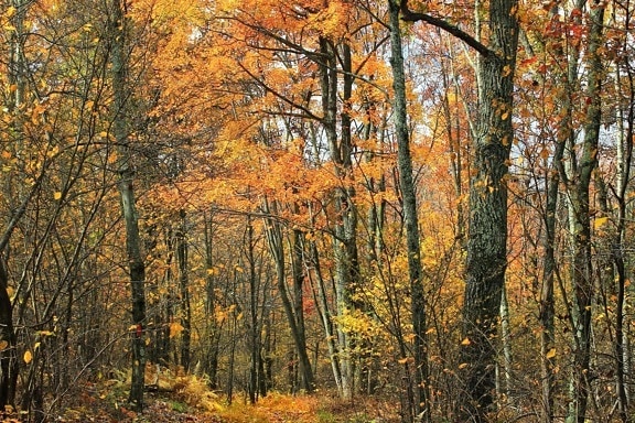 dřevo, listy, strom, krajina, příroda, listopad, podzimní, lesní