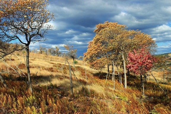 cây cảnh, thiên nhiên, lá, gỗ, mùa thu, hill, đầy màu sắc, brnach