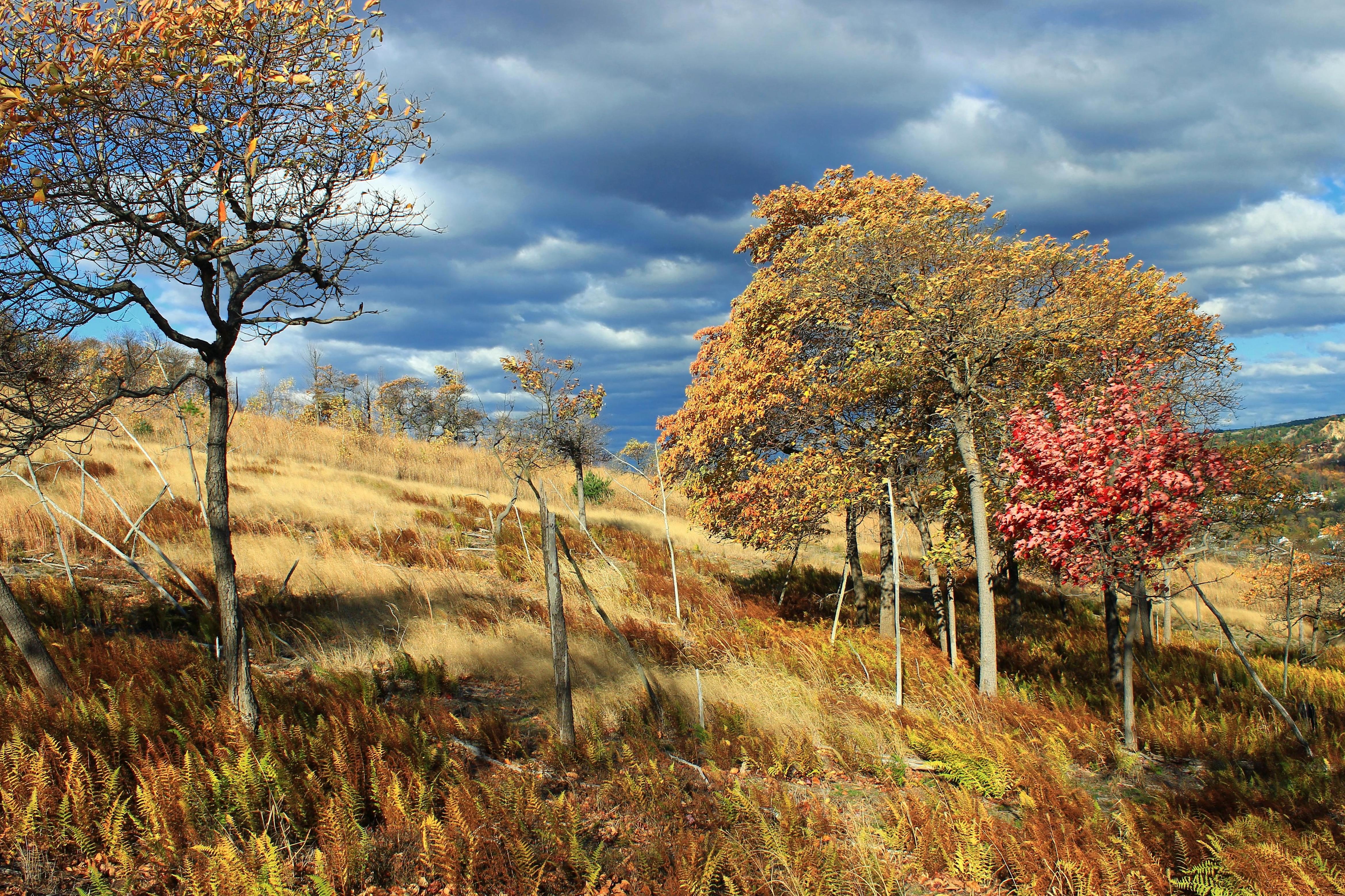 Gambar Gratis Pohon Pemandangan Alam Daun Kayu Musim