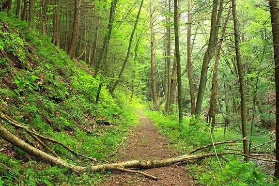 madeira, natureza, árvore, paisagem, folha, meio ambiente, trilha, floresta
