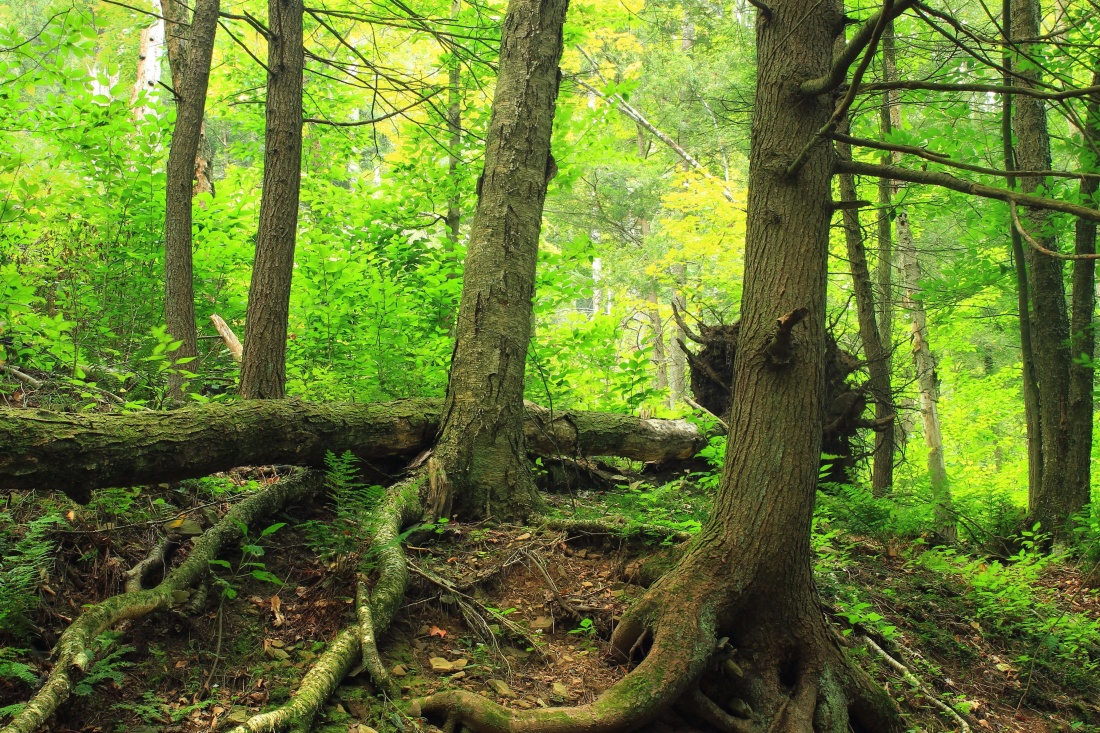 drevo, strom, leaf, krajina, lišajník, príroda, prostredie, moss, lesné