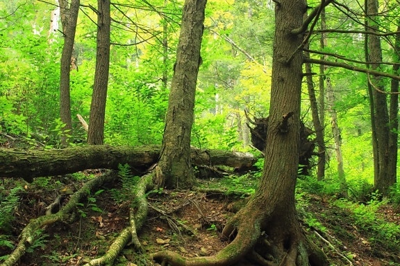 bois, arbre, feuille, paysage, lichen, nature, environnement, mousse, forêt