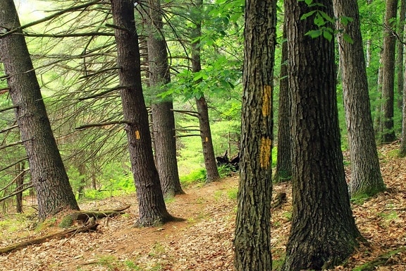 dřevo, strom, příroda, krajina, jehličnany, borovice, list, prostředí, Les