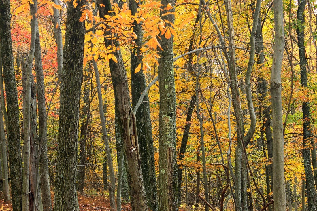 kayu, daun, pohon, lanskap, oak, musim gugur, alam, siang hari, kulit, hutan