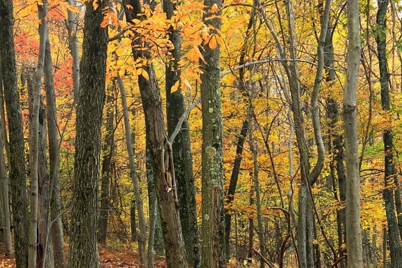 trä, löv, träd, landskap, ek, hösten, natur, dagsljus, bark, skog
