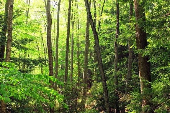 Free picture: wood, nature, landscape, environment, summer, forest ...