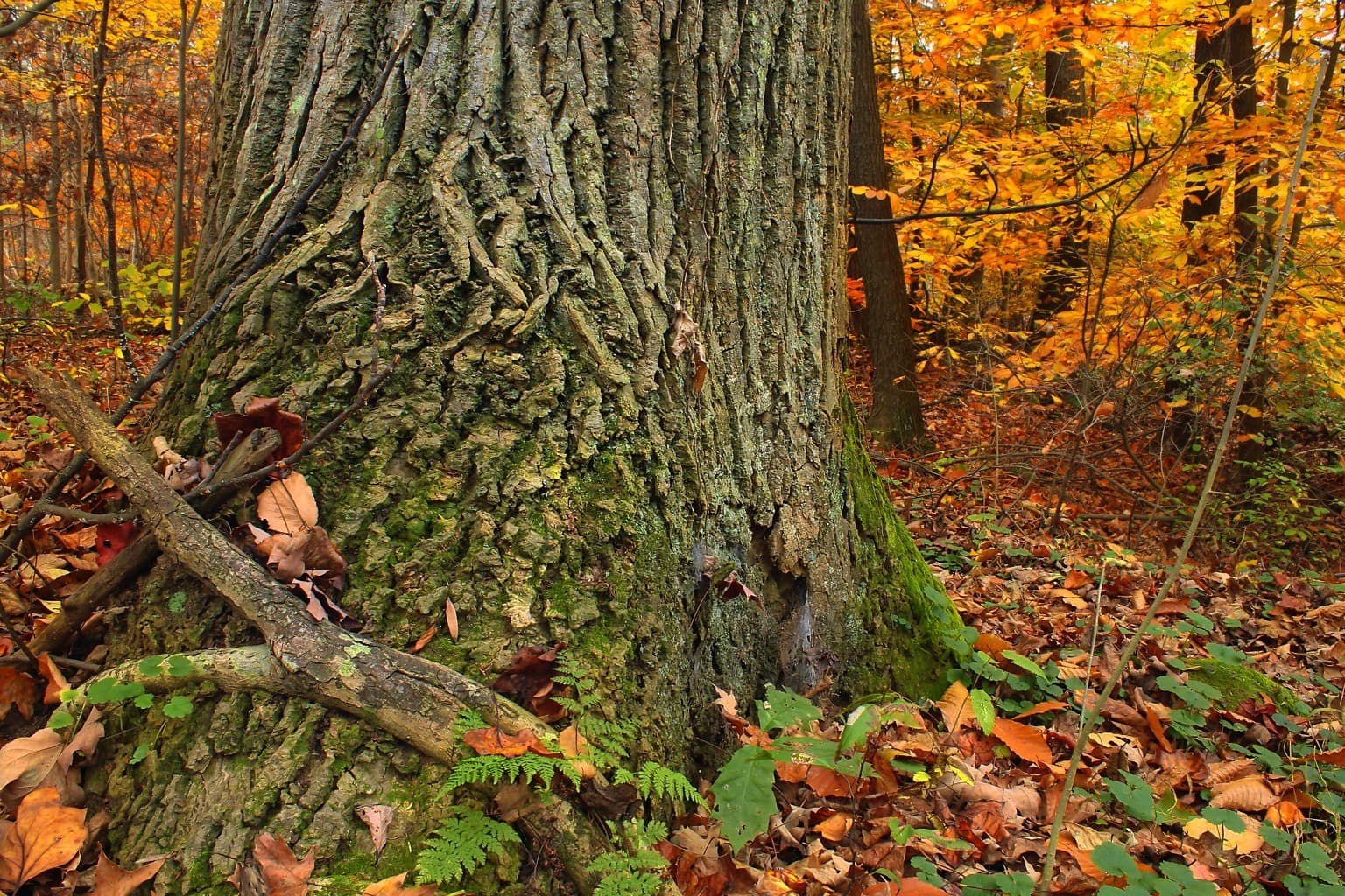Природа сломанное дерево с листвой