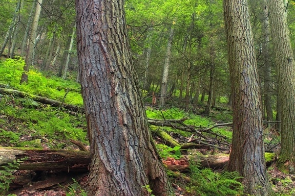 dřevo, strom, příroda, krajina, list, Les, tráva, mech, borovice, prostředí, jehličnatý