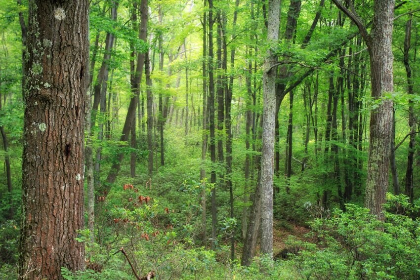 Free picture: wood, nature, landscape, environment, summer, forest ...