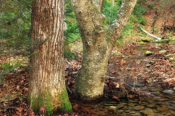 ไม้ สภาพแวดล้อม เปลือก น้ำ ต้นไม้ ภูมิทัศน์ ป่า โอ๊ค ธรรมชาติ ภูมิทัศน์ พืช