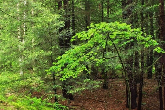 dřevo, příroda, listí, krajina, strom, Les, zelené listí, mech
