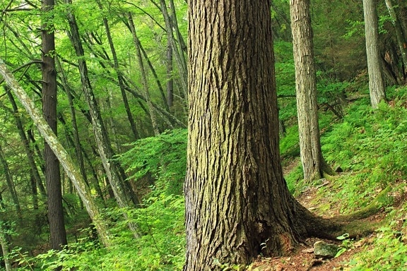 dřevo, příroda, strom, listy, krajina, kůra, Les, jaro, mech, zelené