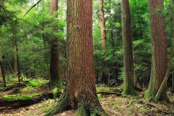 ไม้ ต้นไม้ ธรรมชาติ ใบ ภูมิทัศน์ ป่าไม้ ระบบนิเวศ เฟิร์น หญ้า