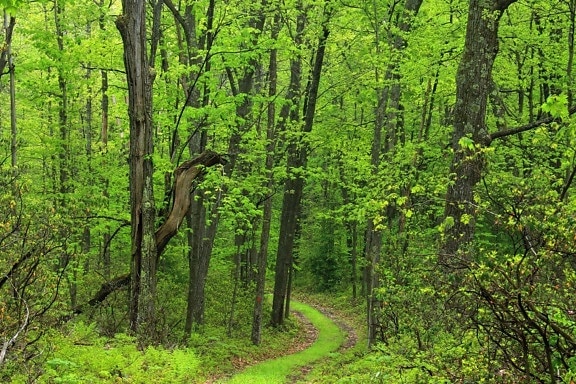 ไม้ ธรรมชาติ ภูมิทัศน์ ต้นไม้ ใบไม้ สภาพแวดล้อม ป่า ทางเดิน