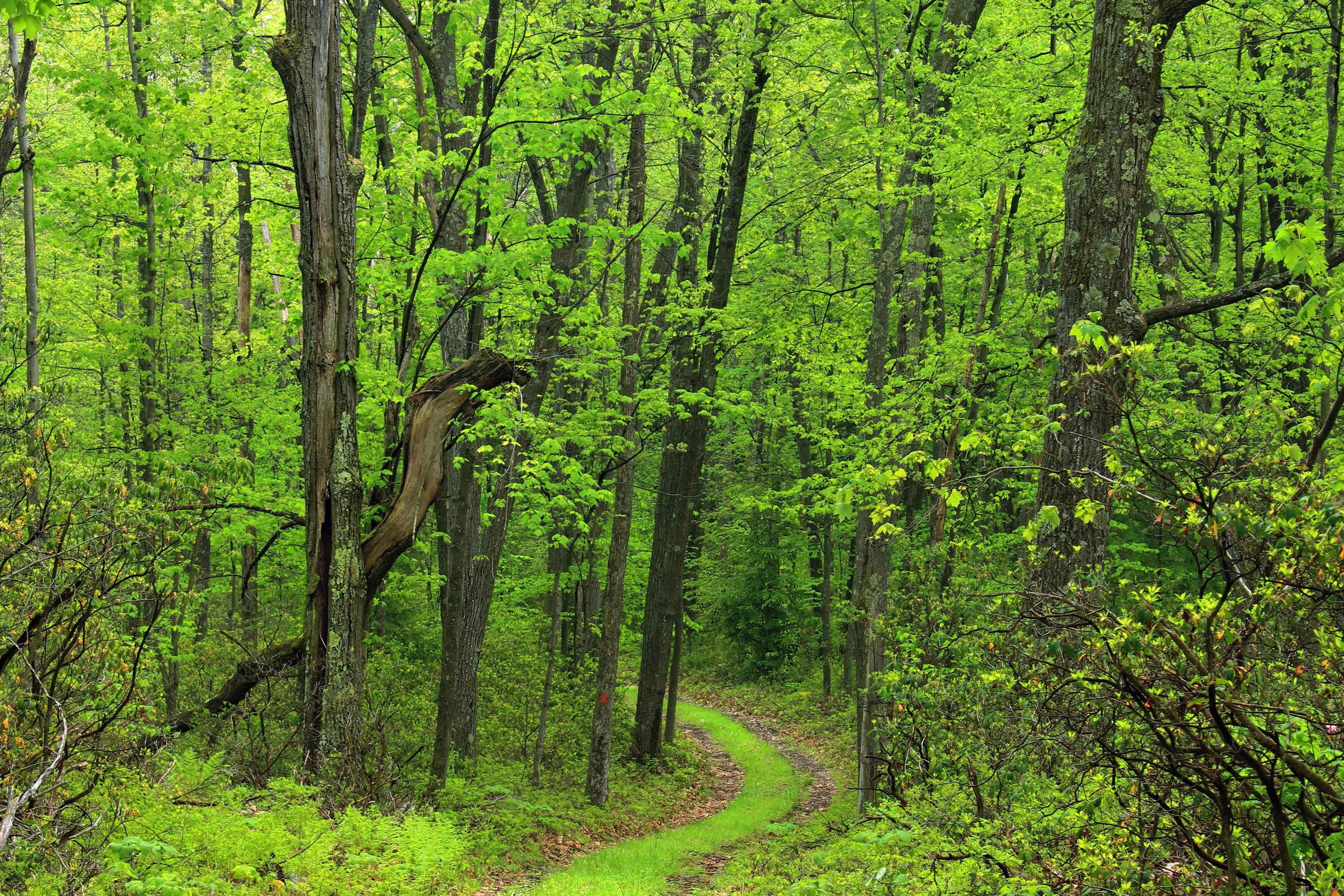 Wood Nature Landscape Tree Leaf Environment Forest Pathway