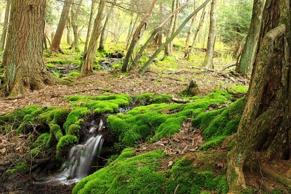 ไม้ ธรรมชาติ ต้นไม้ ภูมิทัศน์ ใบ moss ป่า