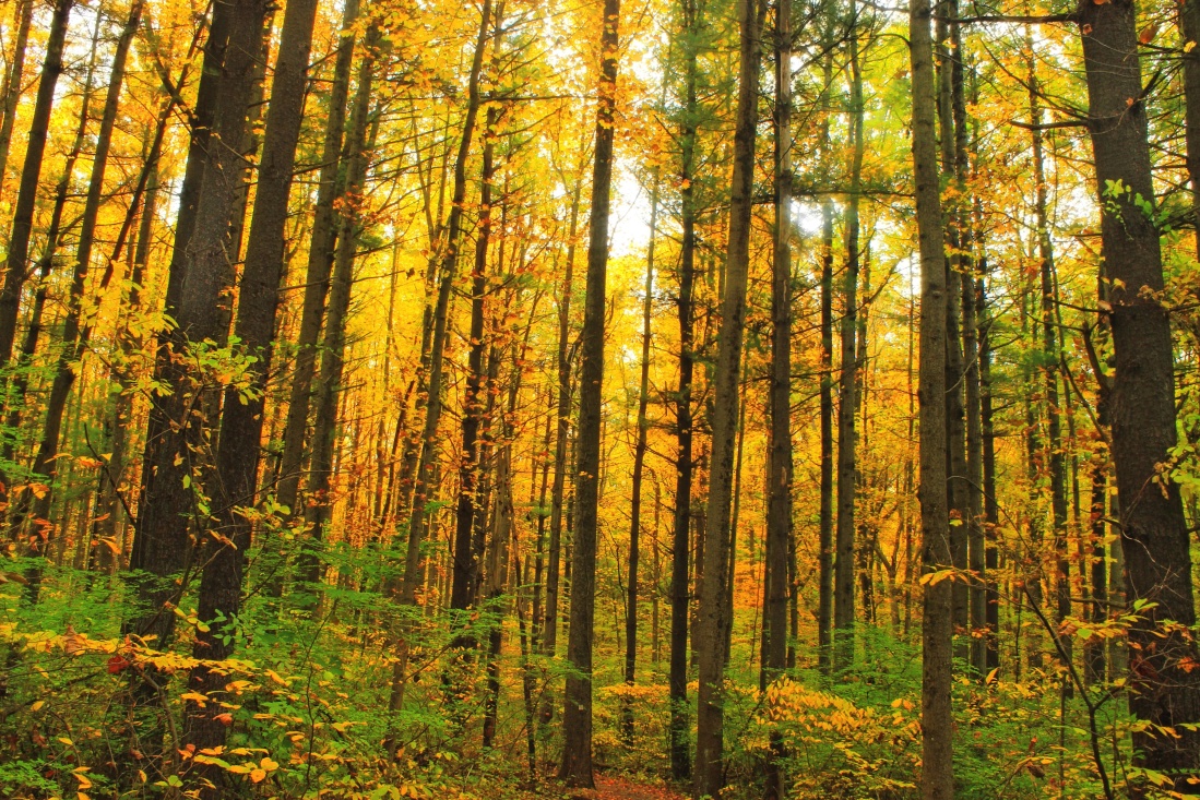 ξύλο, φύλλα, δέντρο, τοπίο, φύση, αυγή, δάσος, φτέρη, φθινόπωρο