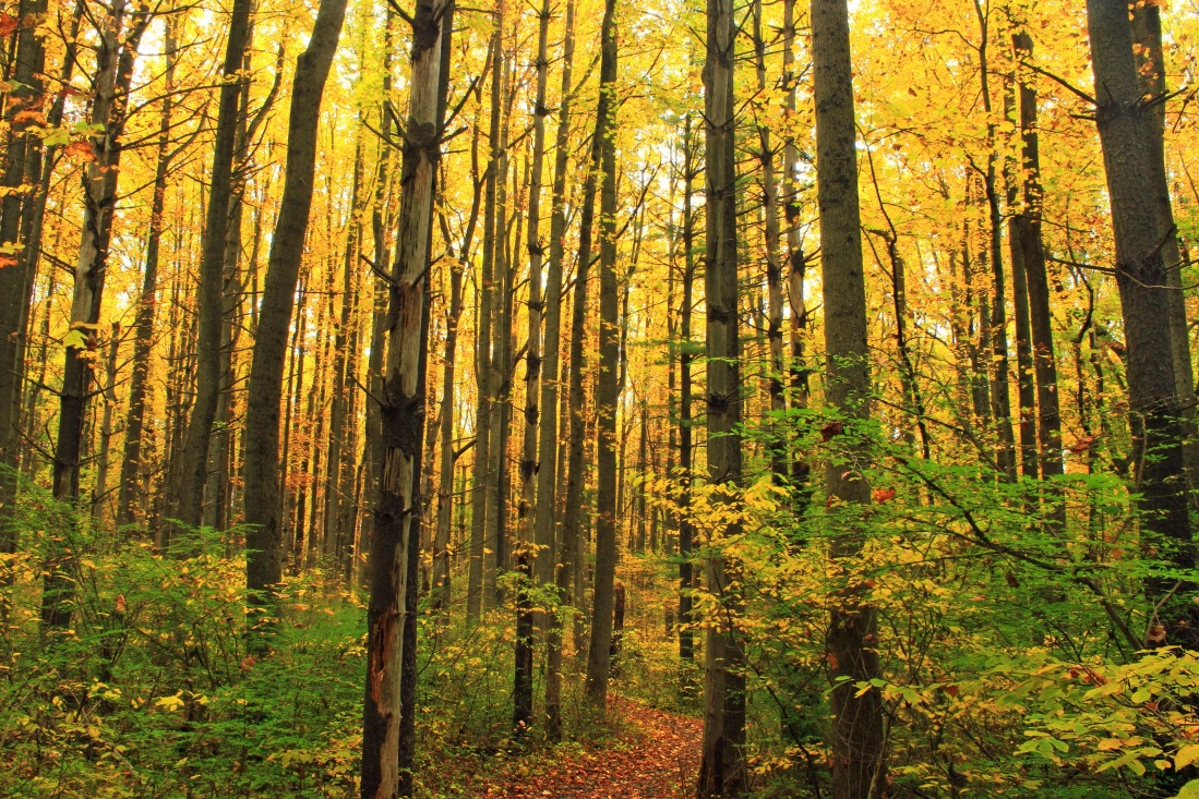 drevo, leaf, strom, krajina, príroda, dawn, Les, jeseň, tráva