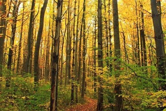 dřevo, listy, strom, krajina, příroda, dawn, Les, podzim, tráva
