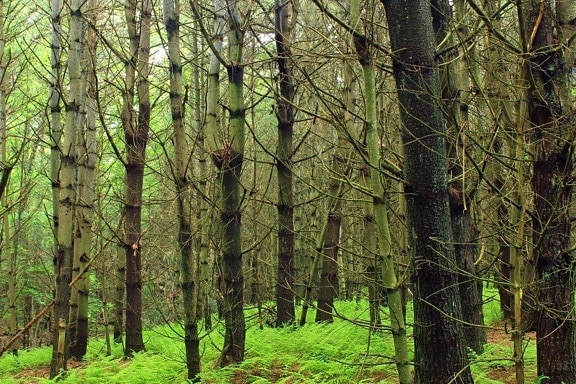 ไม้ ต้นไม้ ธรรมชาติ ภูมิทัศน์ ใบ เฟิร์น เปลือก โอ๊ค ป่า