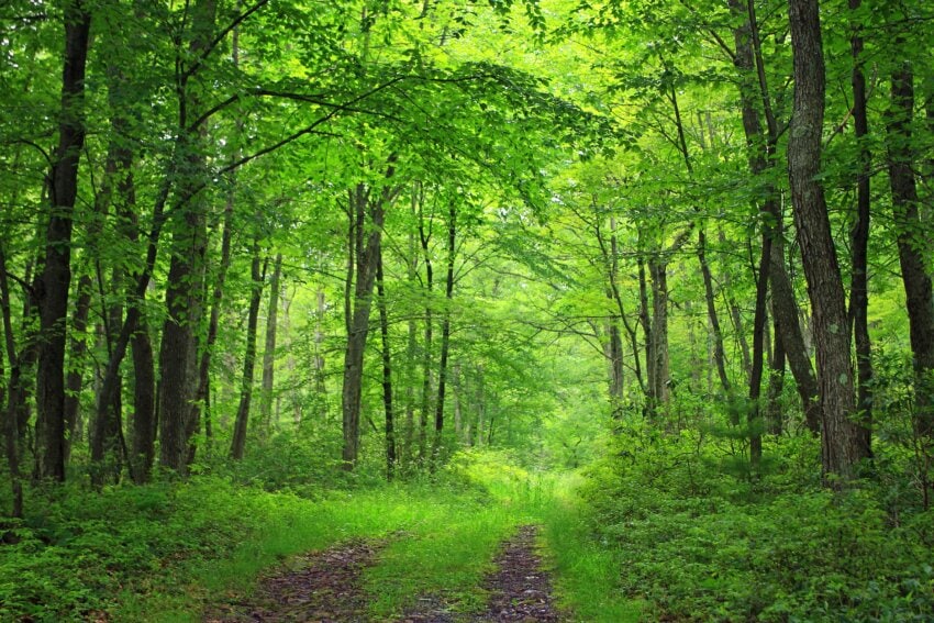 Image libre bois paysage feuille nature arbre soleil environnement fougère herbe forêt