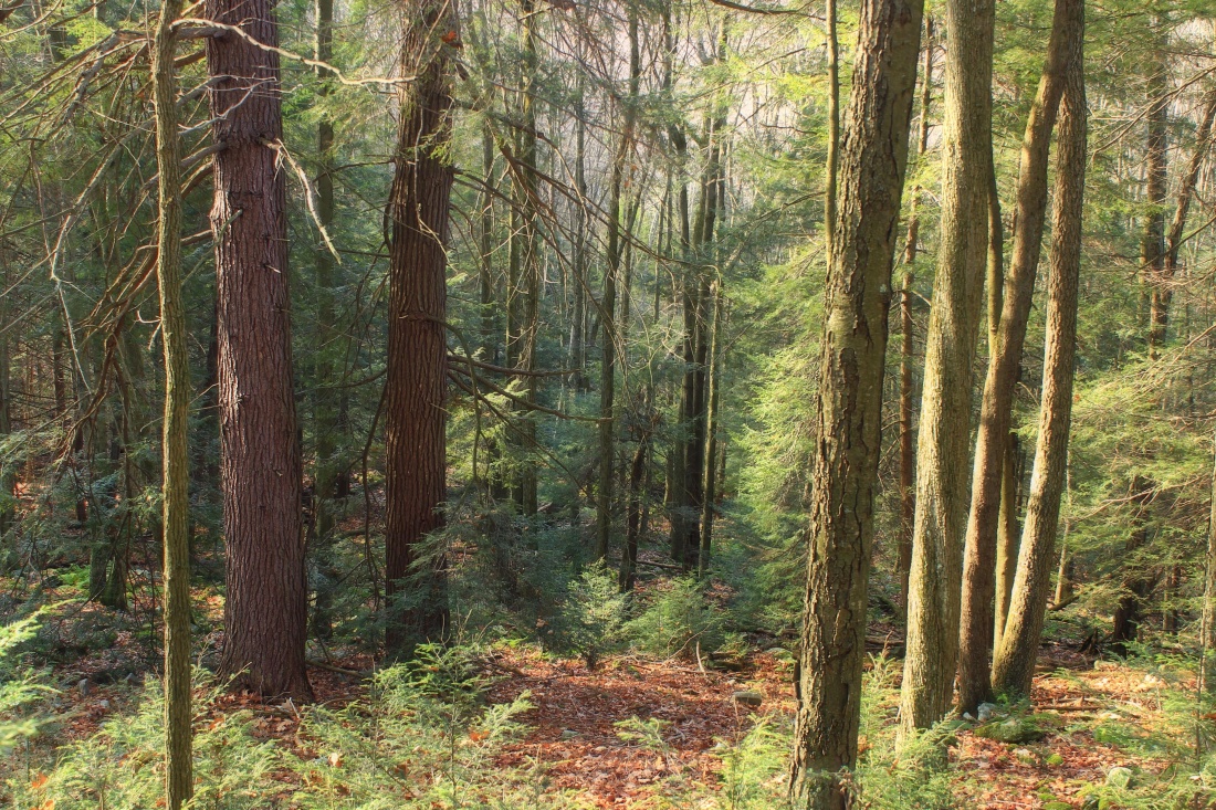 dřevo, strom, krajina, příroda, listí, denní světlo, evergreen, jehličnatý, prostředí, Les, dub