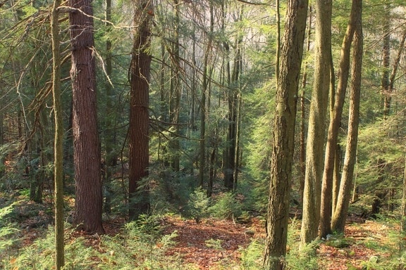ไม้ ต้นไม้ ภูมิทัศน์ ธรรมชาติ ใบ ตามฤดูกาล เอเวอร์กรีน ต้นสน แวดล้อม ป่า โอ๊ค