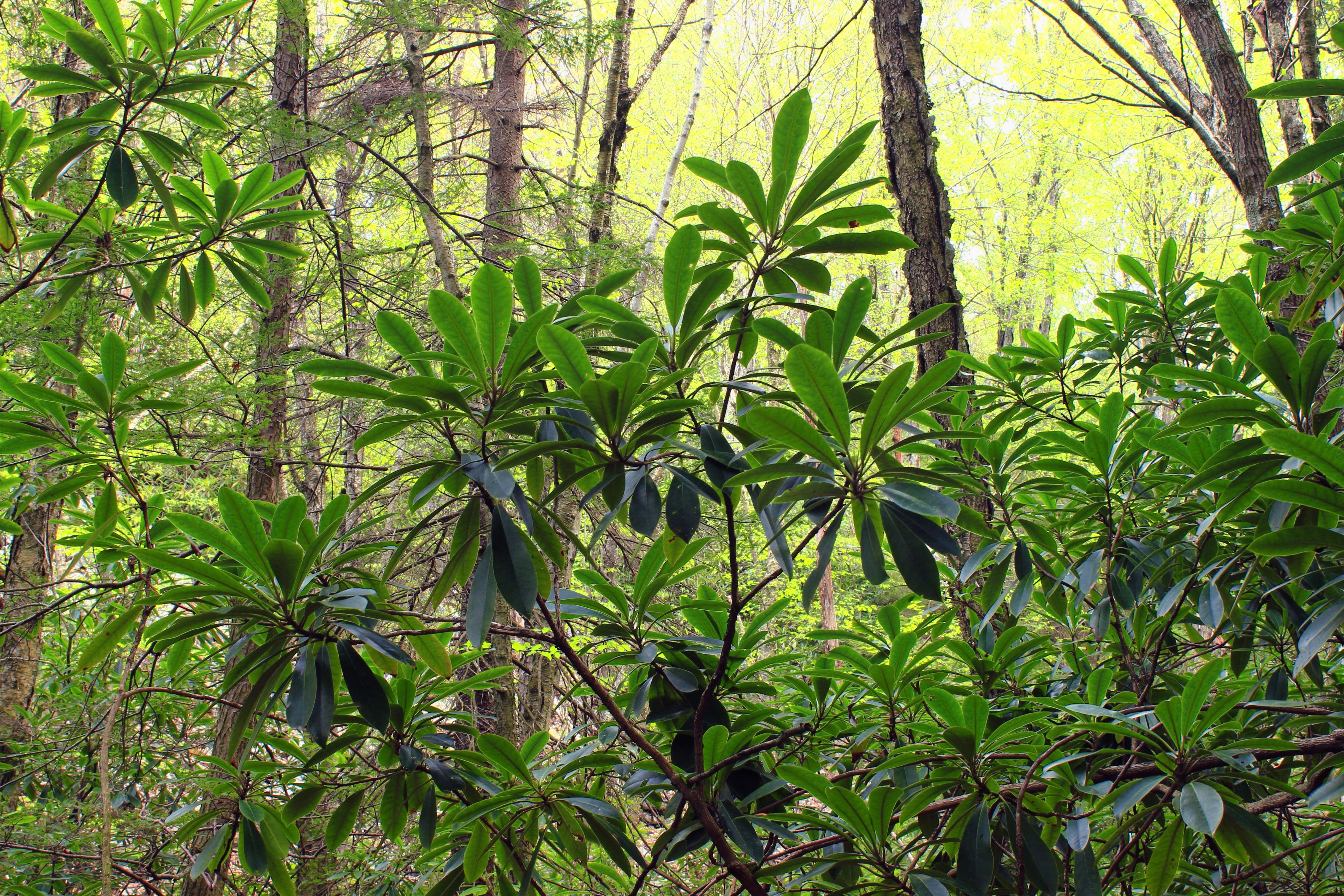 フリー写真画像 木 葉 自然 植物 木 熱帯雨林 支店 夏 ジャングル 環境 植物