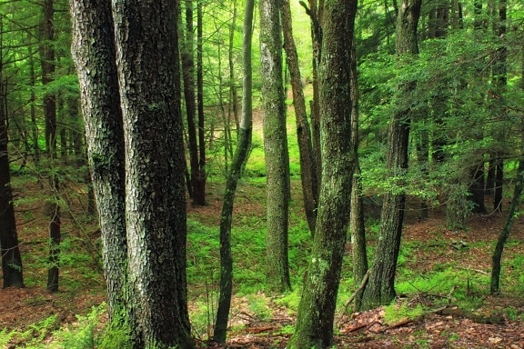 dřevo, příroda, strom, krajina, listí, Les, dub, moss, tráva, cesta