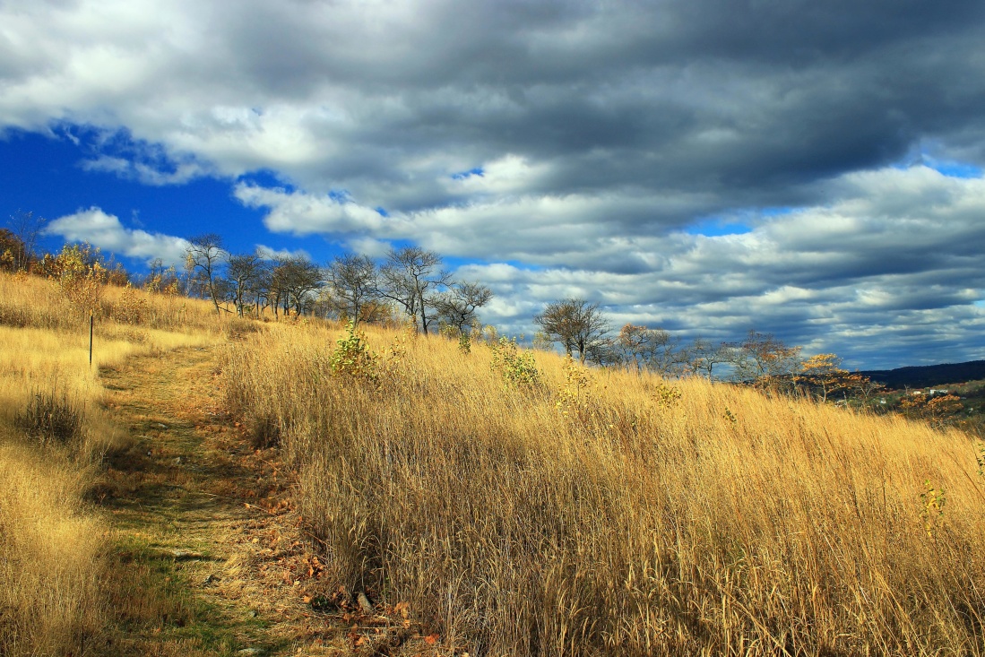 paysage, ciel, nature, champ, blé, herbe, rural, Prairie, hill