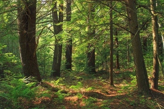 madeira, árvore, paisagem, grama, folha, carvalho, caminho, meio ambiente, folha, natureza, floresta