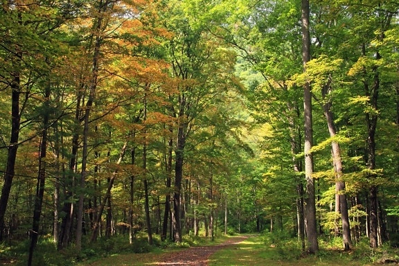 wood, leaf, tree, nature, landscape, forest, oak, summer, pathway