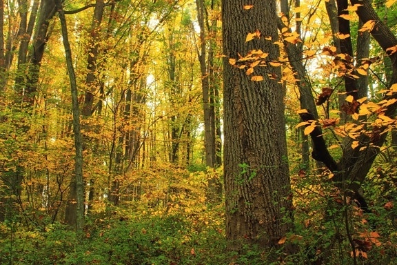 madera, hoja, naturaleza, otoño, hierba, hoja, follaje, árboles, hojas, bosque, paisaje
