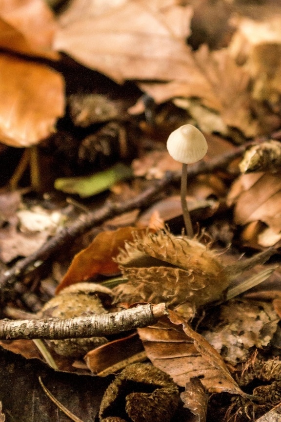 Природа гриб їжі, грибок, деревини, лист, землі, осінній
