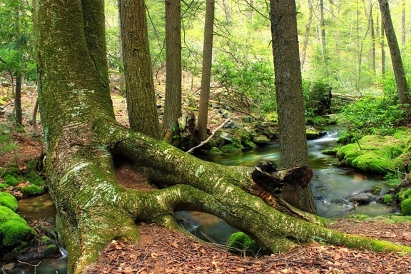 madera, árbol, naturaleza, hojas, musgo, medio ambiente, paisaje, roble, corriente