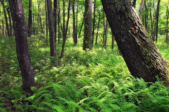 ไม้ ภูมิทัศน์ ต้นไม้ ธรรมชาติ สิ่งแวดล้อม เฟิร์น ใบ ป่า