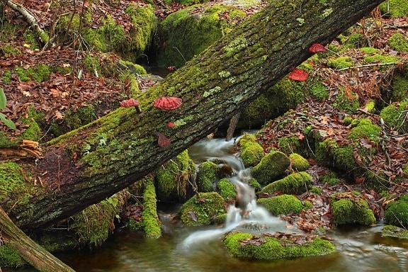 ใบ ไม้ ธรรมชาติ ต้นไม้ น้ำ สตรีม ตะไคร่น้ำ แม่น้ำ น้ำตก