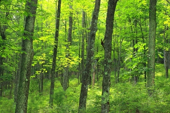 ไม้ ภูมิทัศน์ ต้นไม้ ธรรมชาติ ฤดูร้อน ใบไม้ เส้นทาง โอ๊ค ใบ สภาพแวดล้อม ป่า