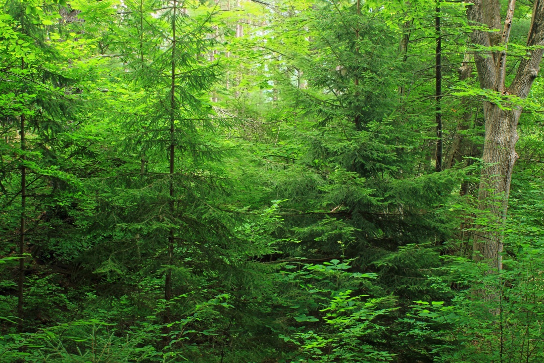 gỗ, lá, thiên nhiên, cây, cỏ, cây, môi trường, cây xanh, cảnh quan