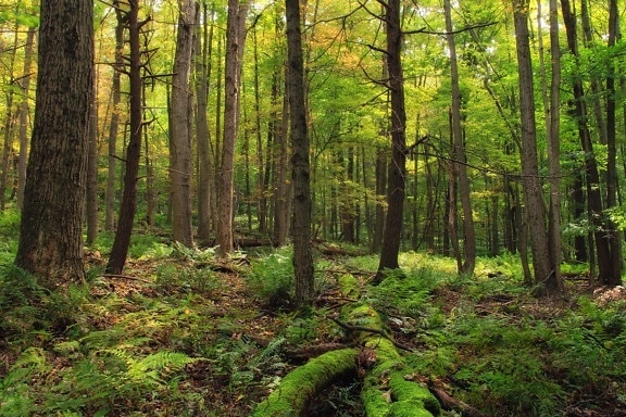 drevo, krajina, strom, príroda, prostredie, moss, trávy, lístia, lesných
